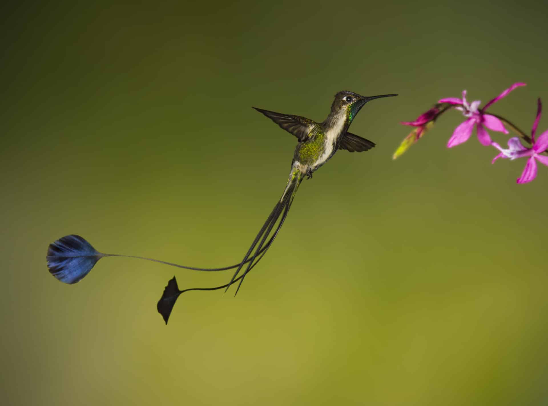 Espèce en vedette : les colibris 